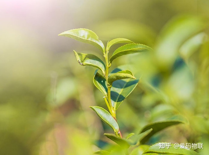 【小鹿活码群】-二维码质量溯源系统在茶叶企业中 3 大应用 _ 微信二维码